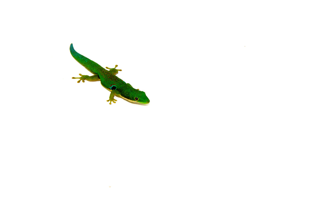 Peacock Day Gecko 